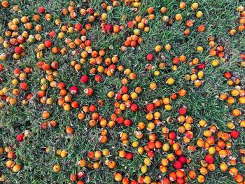 Full frame shot of orange fruit