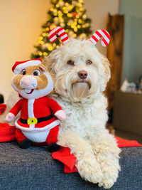 Cobberdog christmas dog with stuffed animal