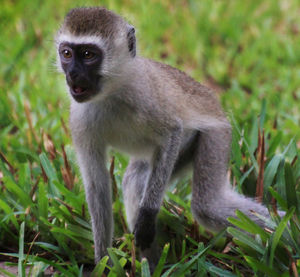 Close-up of monkey on grass