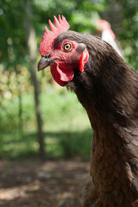 Brown rooster in farm