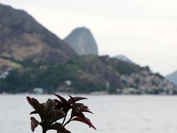 Close-up of plant against mountain range