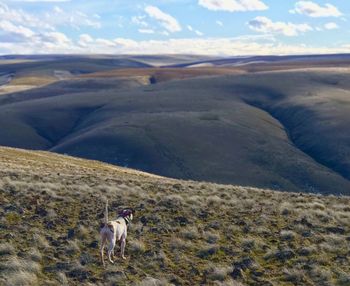 Dog on landscape against sky