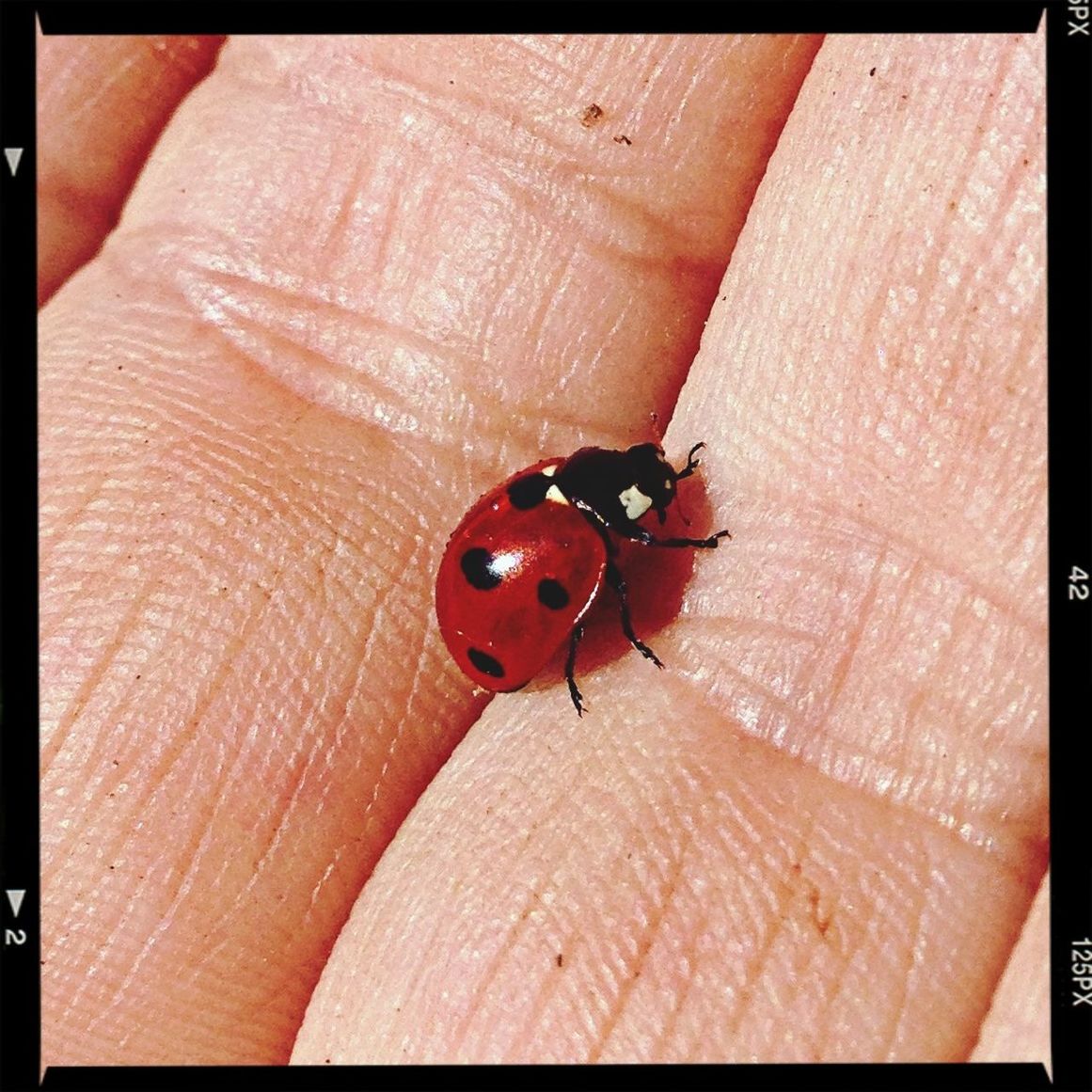 transfer print, animal themes, insect, one animal, red, auto post production filter, high angle view, indoors, wood - material, close-up, wildlife, wooden, plank, animals in the wild, table, ladybug, selective focus, no people, wood, day