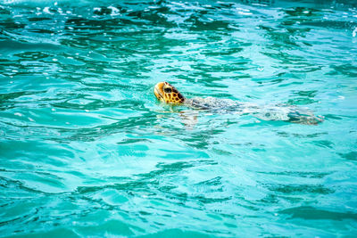 Duck swimming in pool