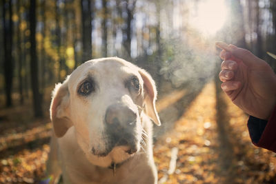 Man with old dog autumn forest. pet owner holding cookie for his cute labrador retriever.