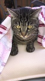 Close-up portrait of a cat