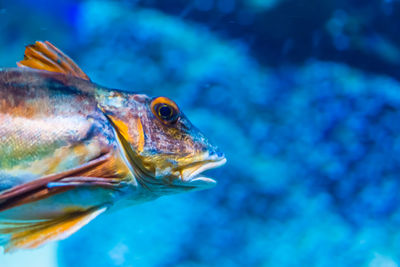 Close-up of fish underwater