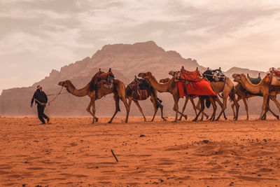 Camels in a desert