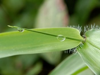 Close-up of wet plant leaves