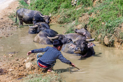 Full length of a horse in river