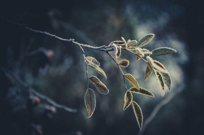 Close-up of wilted plant against blurred background