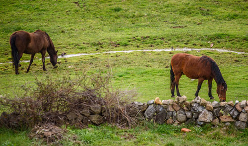 Horses grazing in a field