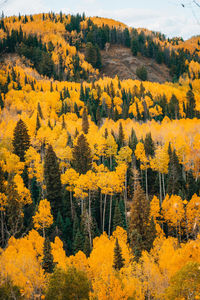 High angle view of yellow autumn trees