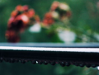 Close-up of plant against blurred background