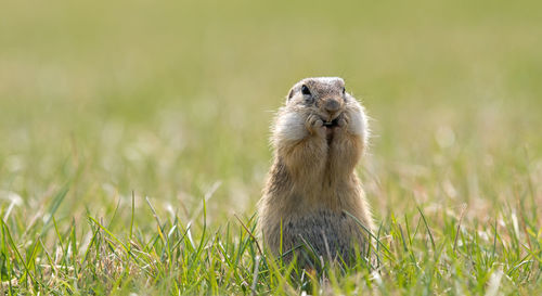 Close-up of squirrel on field