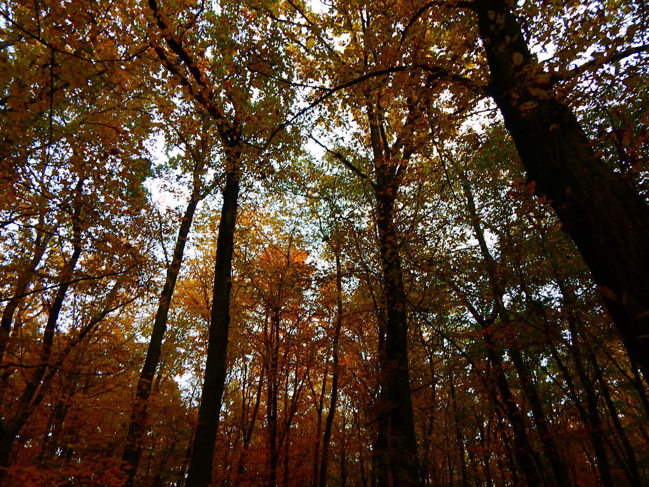 LOW ANGLE VIEW OF TREES IN AUTUMN