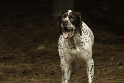 Portrait of dog standing on field