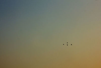 Low angle view of birds flying in sky