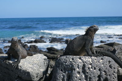 View of lizard on rock at beach against sky