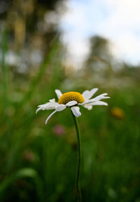 Close-up of white flower on plant