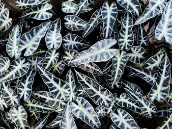 Full frame shot of frozen plants