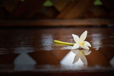 Close-up of water lily on wooden chair