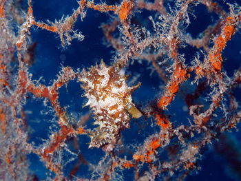 Close-up of coral in sea