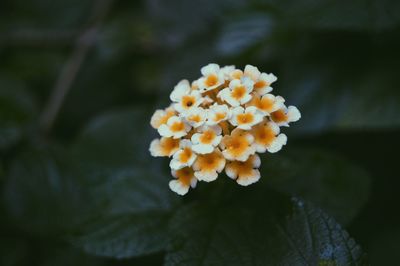Close-up of white daisy blooming outdoors