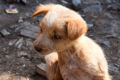 High angle view of dog looking away