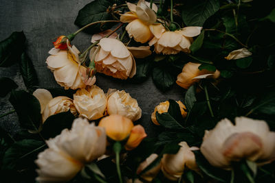 Close-up of white flowering plants