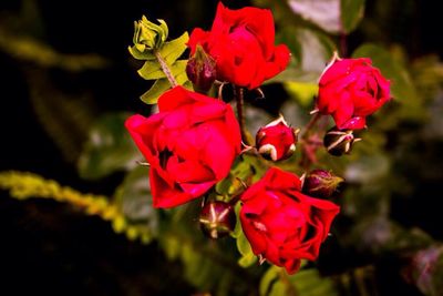 Close-up of pink rose