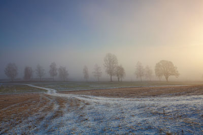 Trees on field against sky during winter