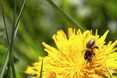 Close-up of bee pollinating on flower
