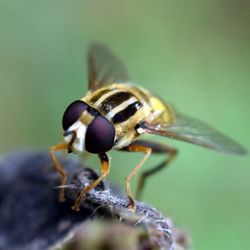 Macro shot of hoverfly