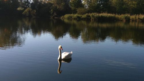 Swans swimming in lake