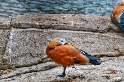 Close-up of bird perching on shore