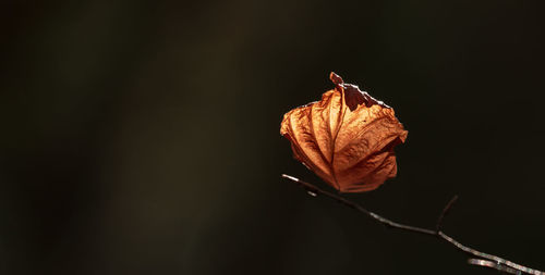 Close-up of dry flower