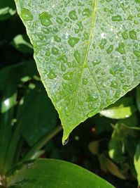 Close-up of wet leaves