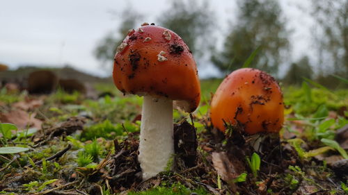 Close-up of mushroom growing on field