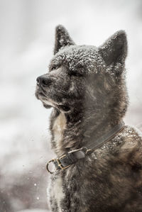 Close-up of akita dog in snow