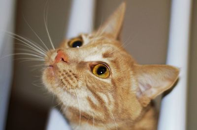 Close-up of a cat looking away