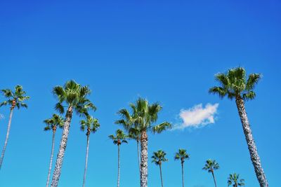 Low angle view of palm trees against clear blue sky