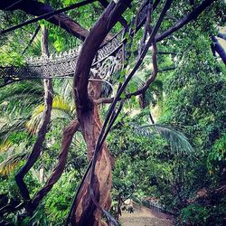 Trees in forest