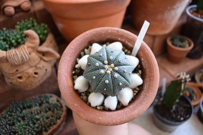 High angle view of succulent plant on table