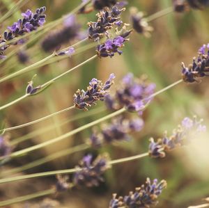 Close-up of purple flowers