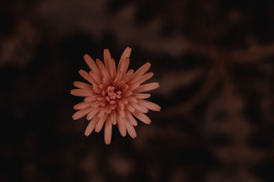 Close-up of flower against blurred background