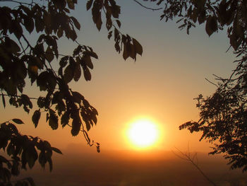 Low angle view of silhouette trees against sky during sunset