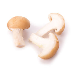 Close-up of mushrooms against white background