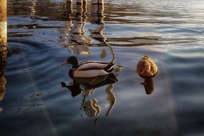 High angle view of ducks swimming in lake