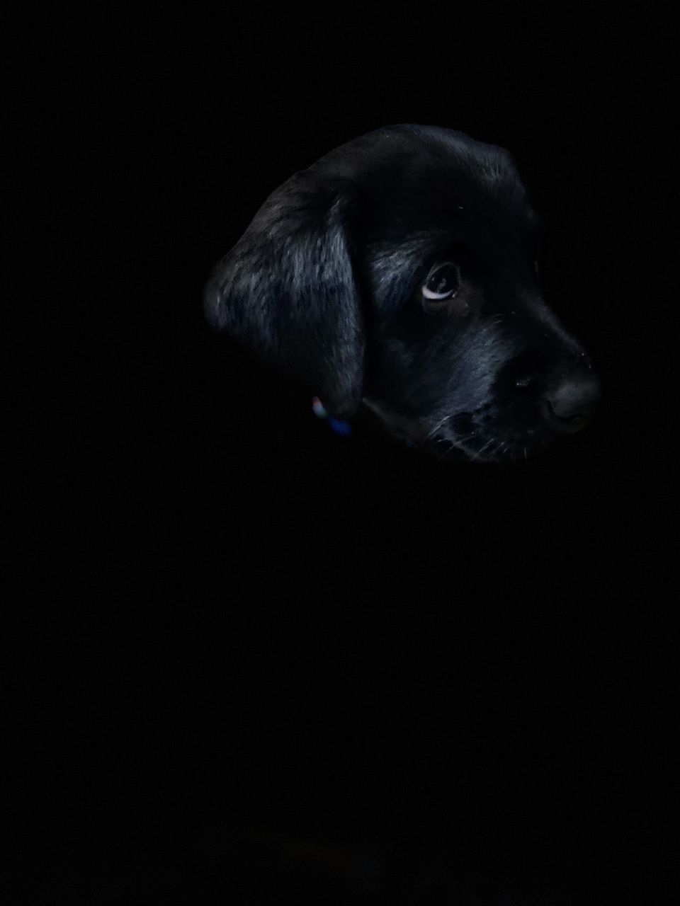 DOG LOOKING AWAY IN BLACK BACKGROUND